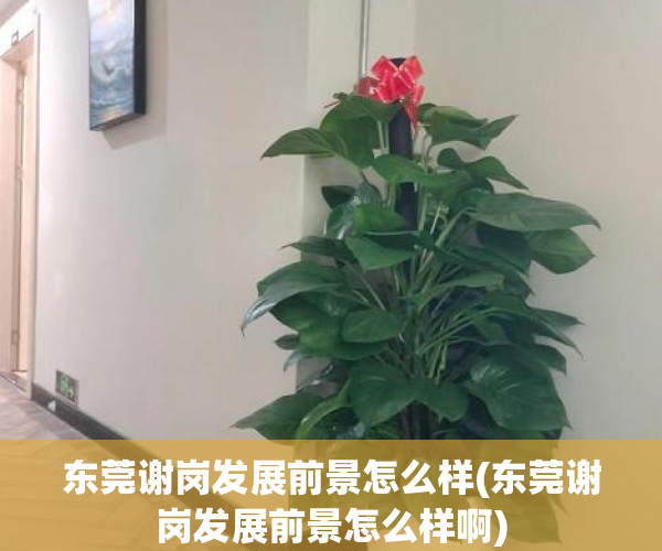 东莞谢岗发展前景怎么样(东莞谢岗发展前景怎么样啊)