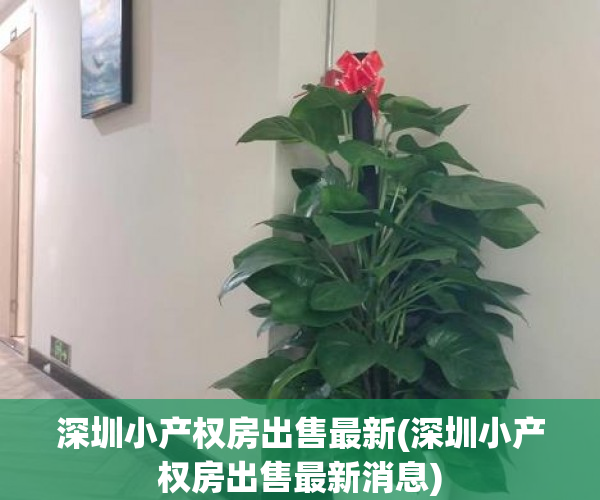 深圳小产权房出售最新(深圳小产权房出售最新消息)