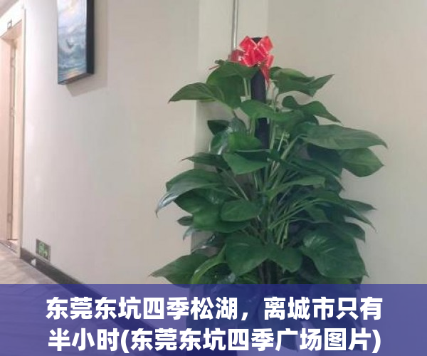 东莞东坑四季松湖，离城市只有半小时(东莞东坑四季广场图片)