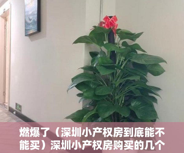 燃爆了（深圳小产权房到底能不能买）深圳小产权房购买的几个途径和技巧，深圳什么样的小产权房可以买，
